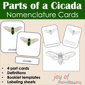 Parts of a Cicada Nomenclature cards, 4 part cards with definitions, booklet templates, labeling sheets.