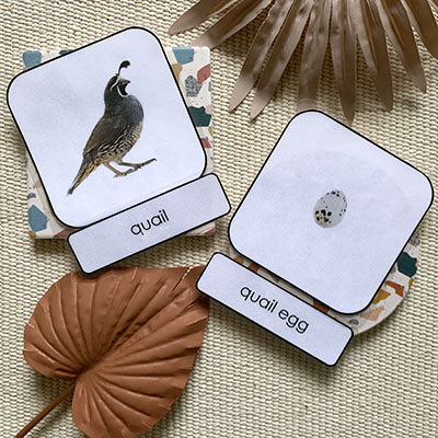 Images of nomenclature cards of a quail and its egg.